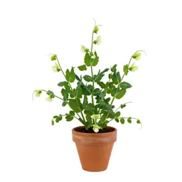 Wild pea