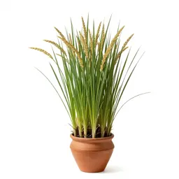 Wild rice
