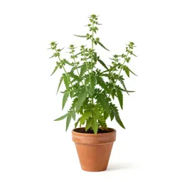 Wild senna