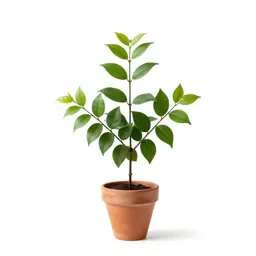 Wild vanilla