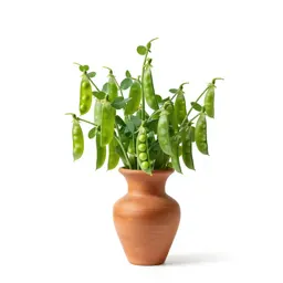 Winged pea