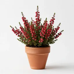 Winter heath