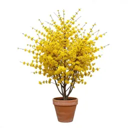 Winter jasmine