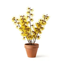 Witch hazel