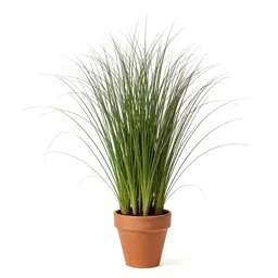 Witchgrass