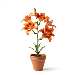 Wood lily
