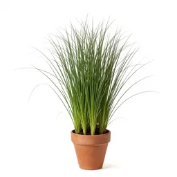 Wood meadowgrass