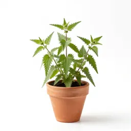 Wood nettle