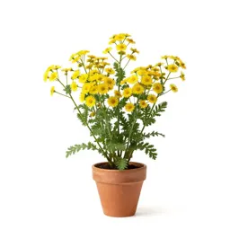 Woodland oxeye