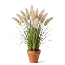 Wool grass