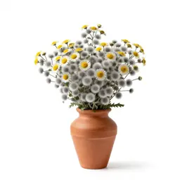 Woolly daisy