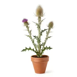 Woolly thistle