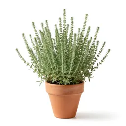 Wormwood sage