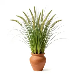 Yardgrass