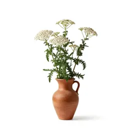 Yarrow