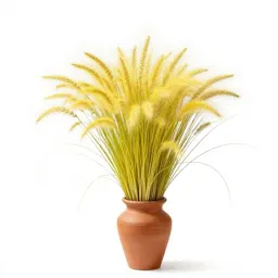 Yellow bristlegrass