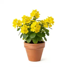 Yellow clintonia