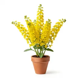 Yellow colicroot