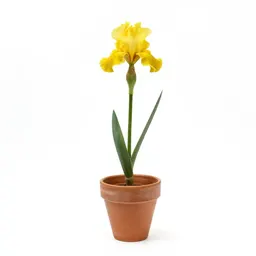 Yellow iris