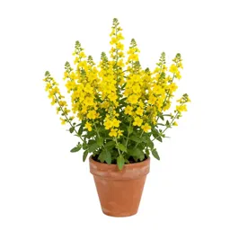 Yellow loosestrife
