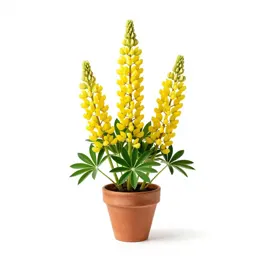 Yellow lupine