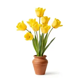 Yellow mariposa tulip