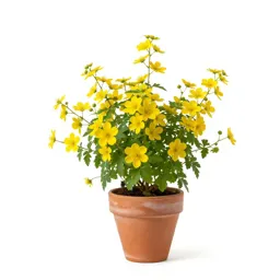 Yellow pimpernel