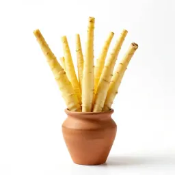 Yellow salsify