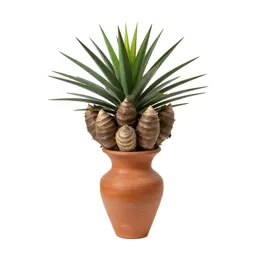 Yucca