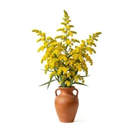 Zigzag goldenrod