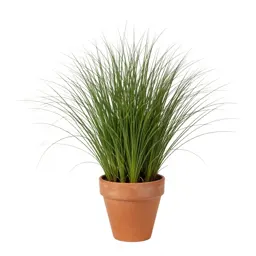 Zoysia