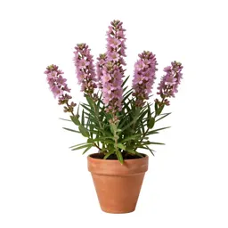 Adobe lily