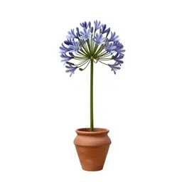 Agapanthus