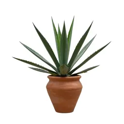 Agave