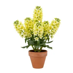 Albuca