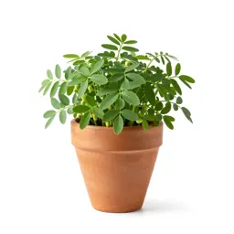 Alfalfa