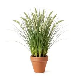 Alkali grass