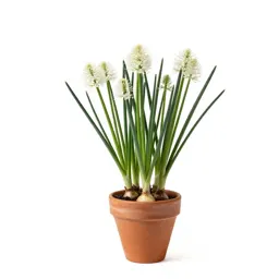Alliaceous plant