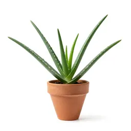 Aloe