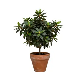 Alpine azalea