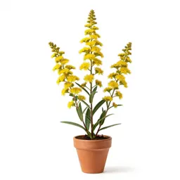 Alpine goldenrod