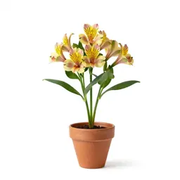 Alstroemeria