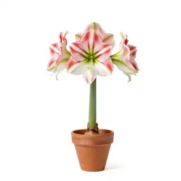 Amaryllis