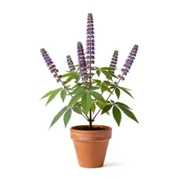 Amorpha