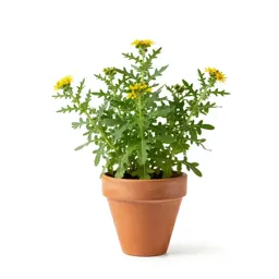 Arrowleaf groundsel