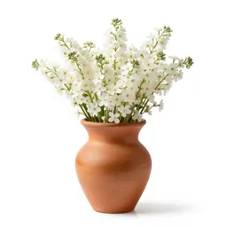 Arrowroot