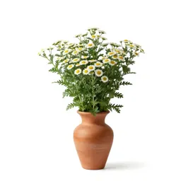 Artemisia