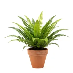Asparagus fern