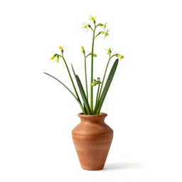 Asphodel