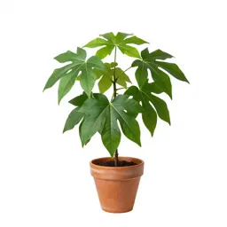 Aspidistra